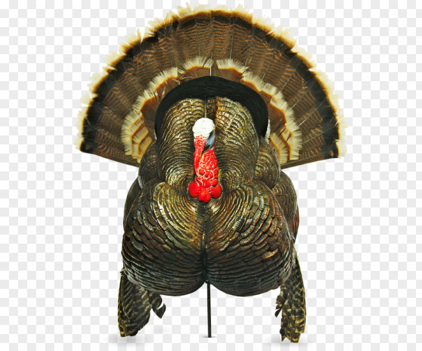 Decoys Domesticated Turkey Hunting PNG