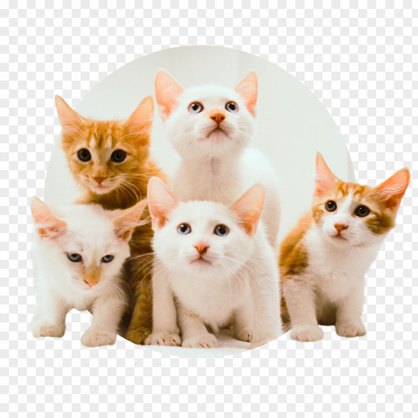 Kitten American Wirehair European Shorthair Aegean Cat Turkish Van PNG