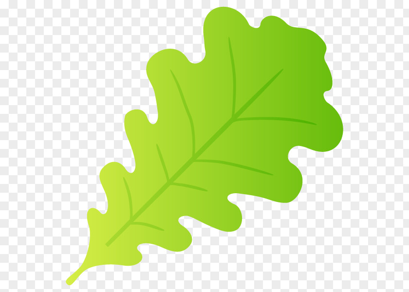 Leaf Plant Stem Tree PNG