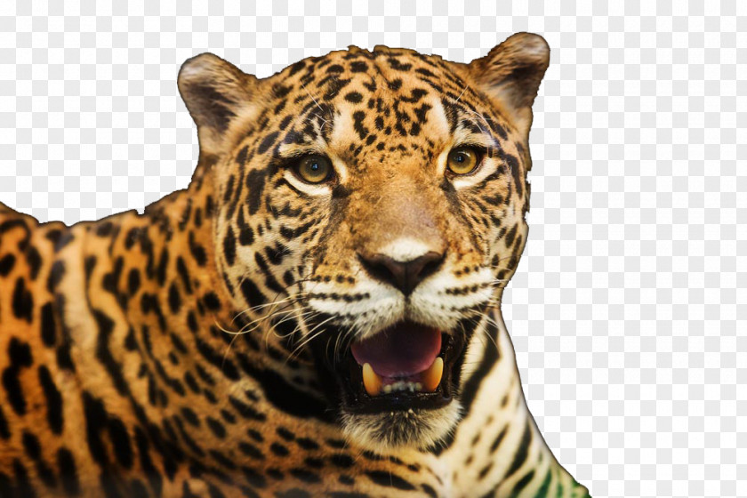 Leopard Tiger Jaguar Cars Stock Photography Royalty-free PNG