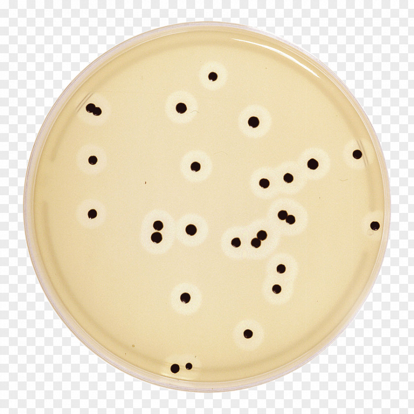 Staph Bacteria Agar Plate Mueller-Hinton Mannitol Salt Baird-Parker PNG