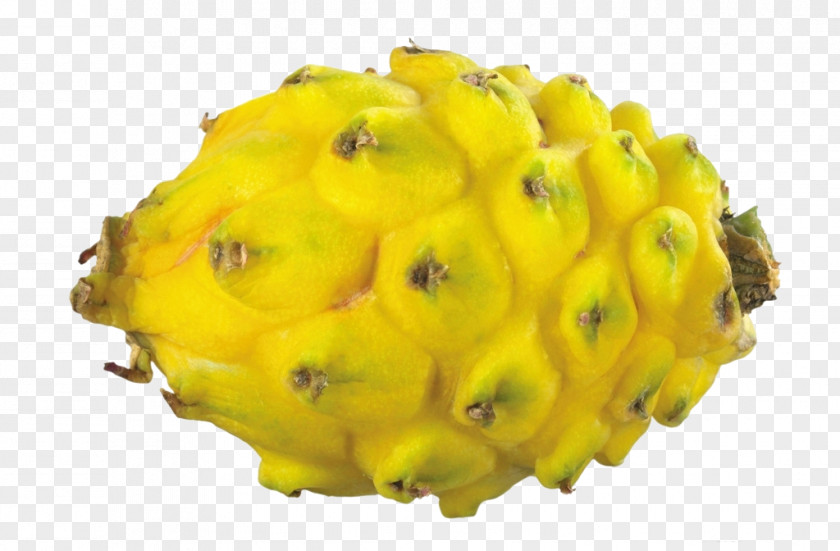 Yellow Dragon Fruit Hylocereus Undatus Pitaya Auglis Seed PNG