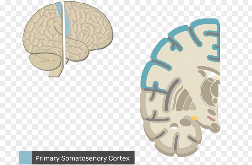 Brain Multipolar Neuron Central Nervous System PNG