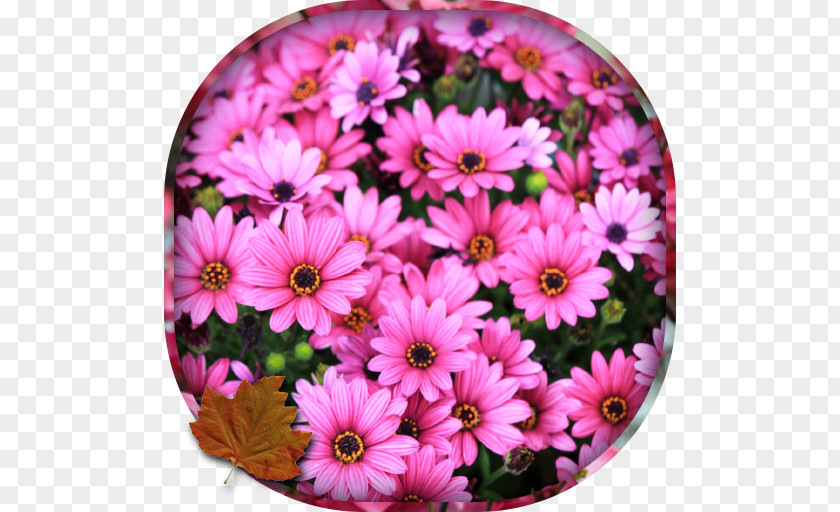 Chrysanthemum Amazon.com Daisy Family Livingstone Cut Flowers PNG