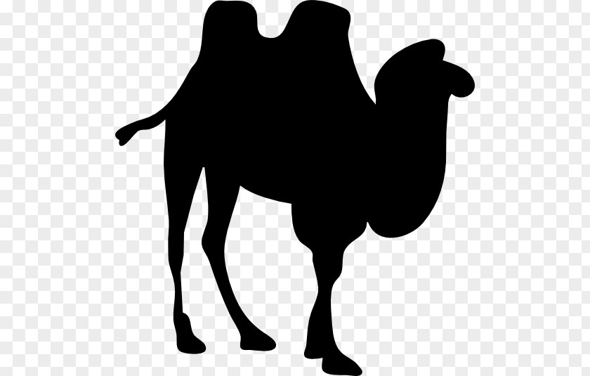 Contour Dromedary Bactrian Camel Clip Art PNG