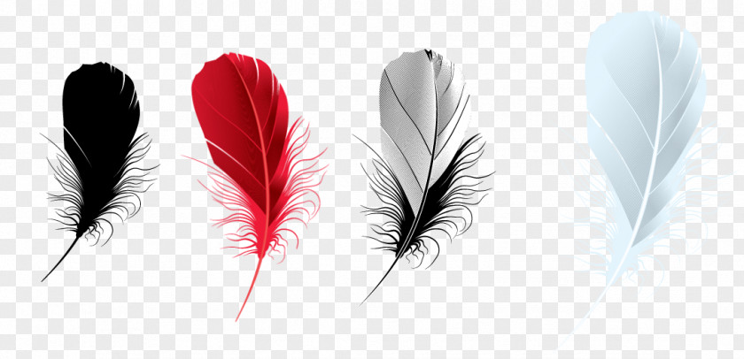 Feather PhotoFiltre PNG