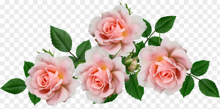 Garden Roses PNG