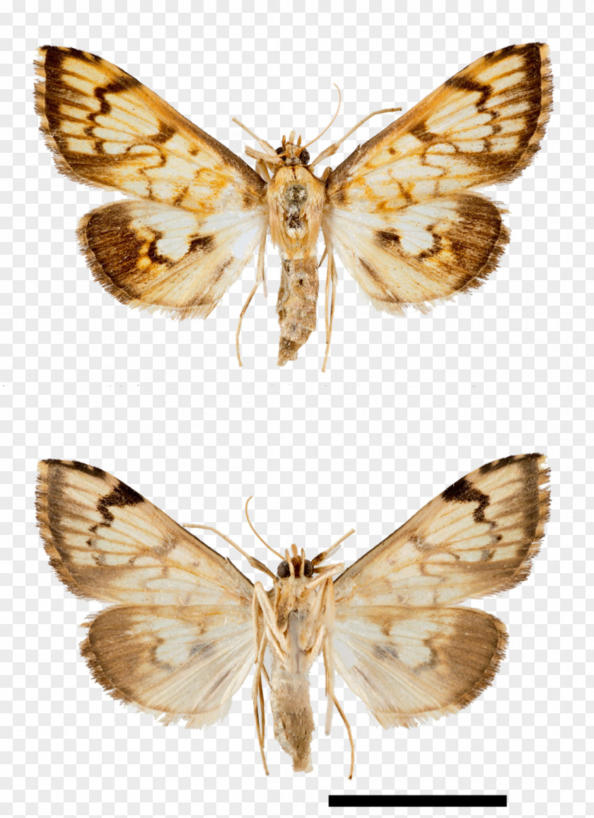 Nebula Silkworm Moth Gossamer-winged Butterflies Arctiidae Green Longhorn PNG
