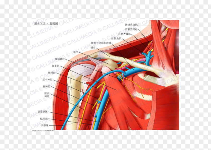 Sternocleidomastoid Muscle Infraclavicular Fossa Anatomy Subclavian Artery Scalene Muscles Brachial Plexus PNG