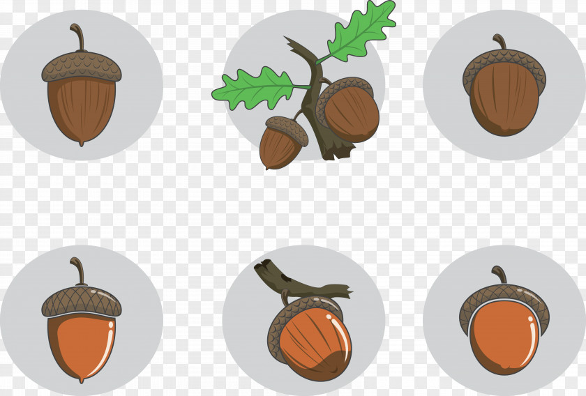 Acorn Leaves Seed Nuts Nut Fruit PNG