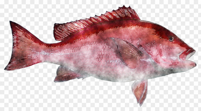 Fish Watercolor Northern Red Snapper Products Salmon Clip Art PNG