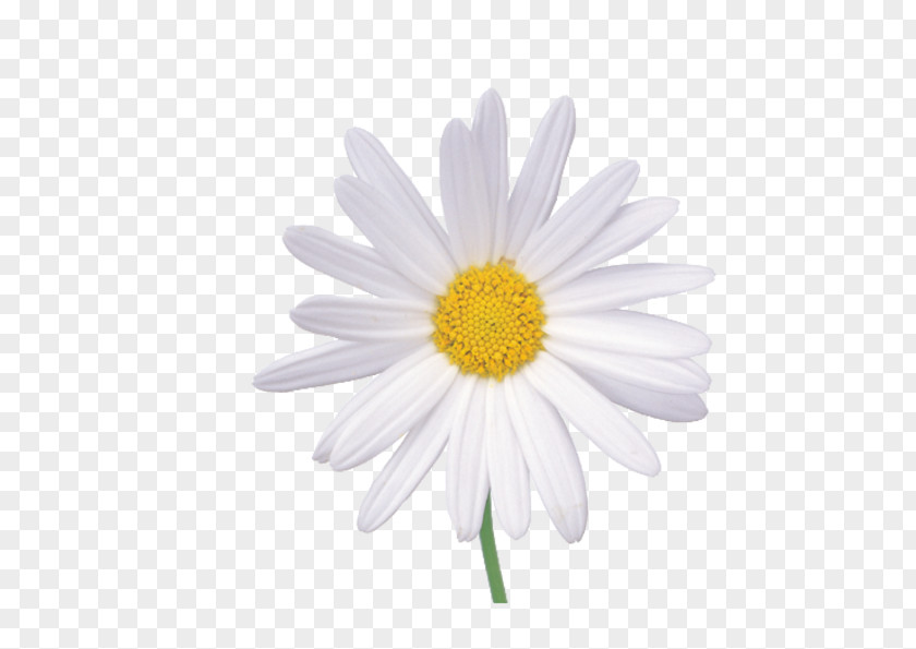 White Chrysanthemum Flower Chamomile Wallpaper PNG