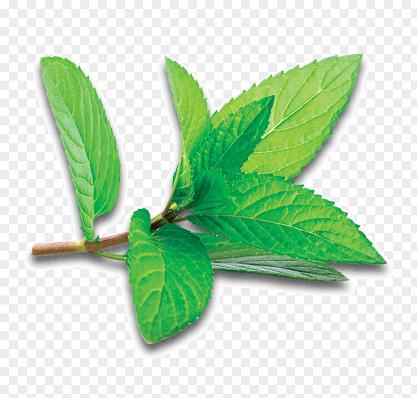 Chille Peppermint Photography Buchu PNG
