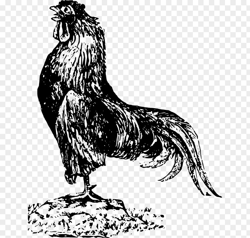 Rooster Cochin Chicken Andalusian Clip Art PNG