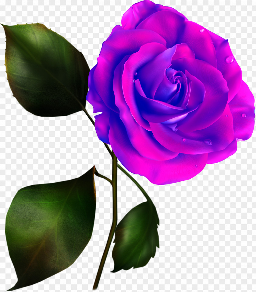 Rose Clip Art PNG