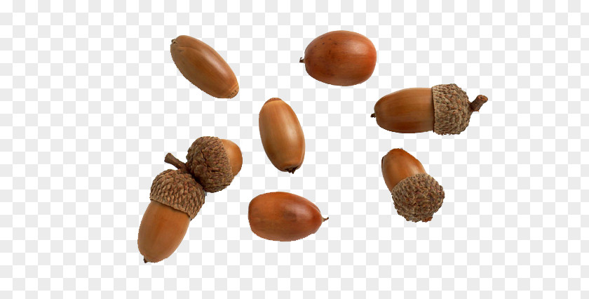 Acorn Seeds Oak Quince Tree Food Green PNG