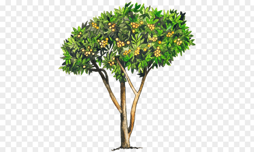 Arboles Loquat Tree Common Guava Woody Plant PNG