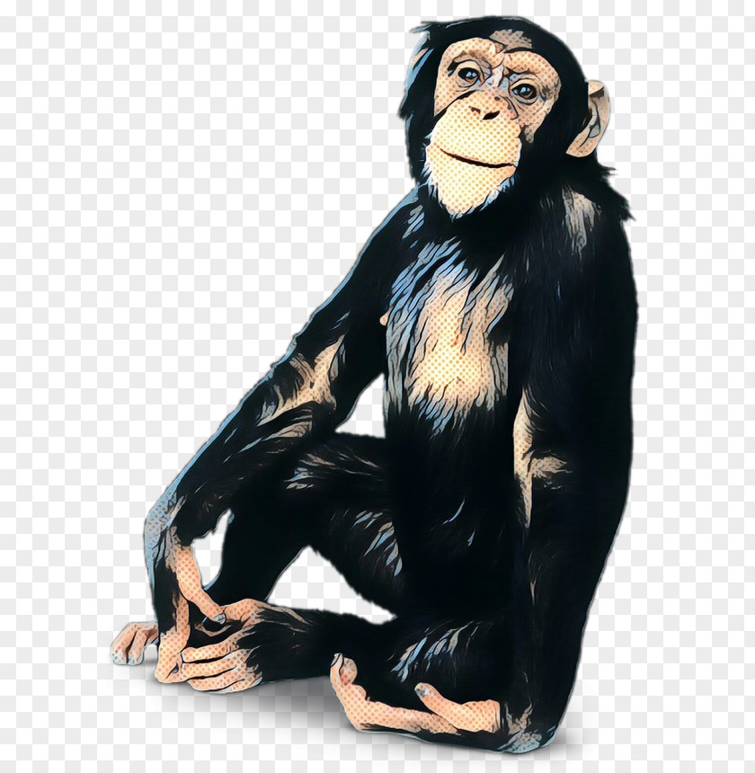 Chimpanzee Gorilla Human Behavior Monkey PNG