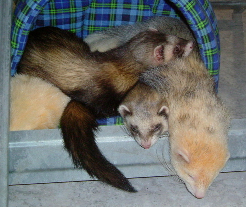 Ferret Otter Mustela Pet Animal PNG