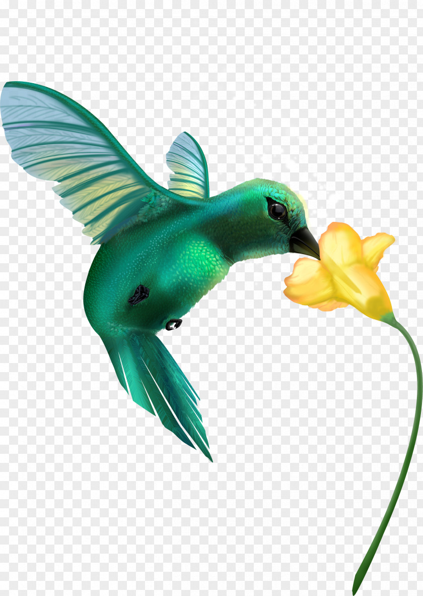 Flor Hummingbird Pollination Flower Pollinator PNG