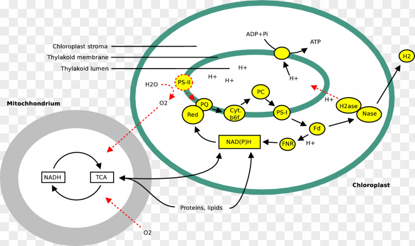 Pathway Circle Angle Material PNG