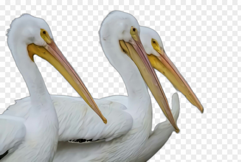 Bird Pelican Beak White Pelecaniformes PNG