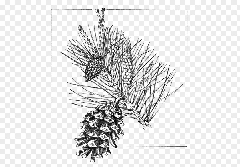 Bonsai Pinus Pinea Scots Pine Conifer Cone Gymnosperm Drawing Conifers PNG