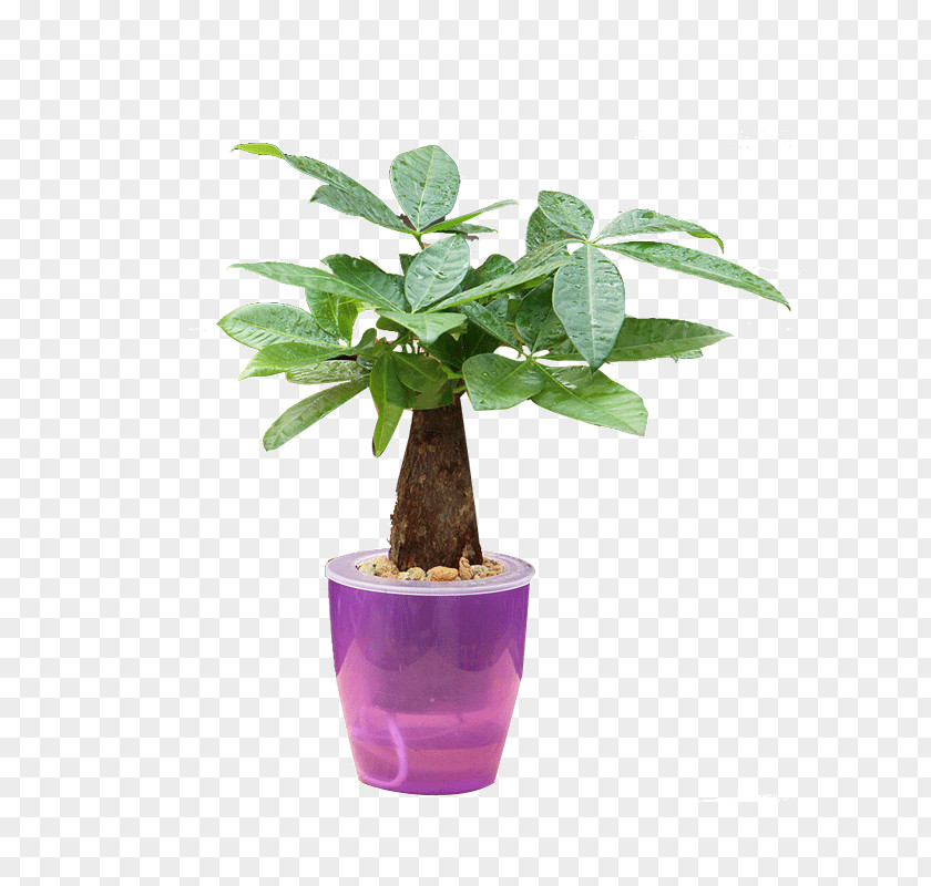 Bonsai Poster Flowerpot Herb Houseplant Purple Tree PNG