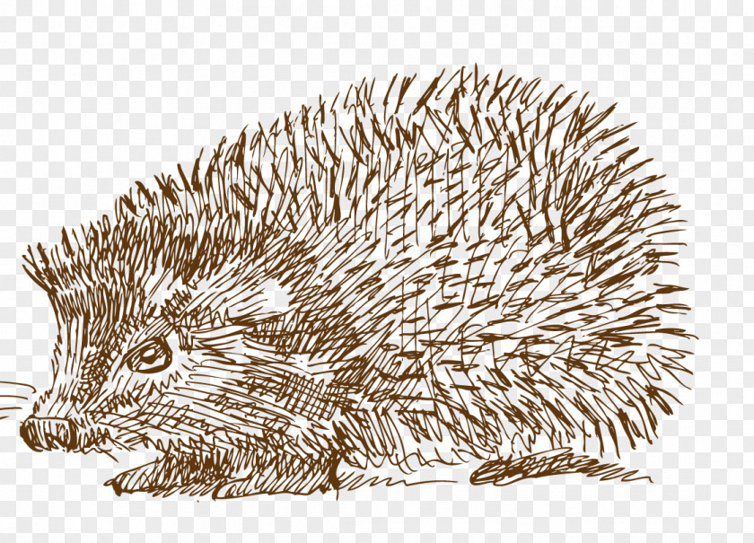 Cartoon Hedgehog Sonic The Drawing Illustration Porcupine PNG