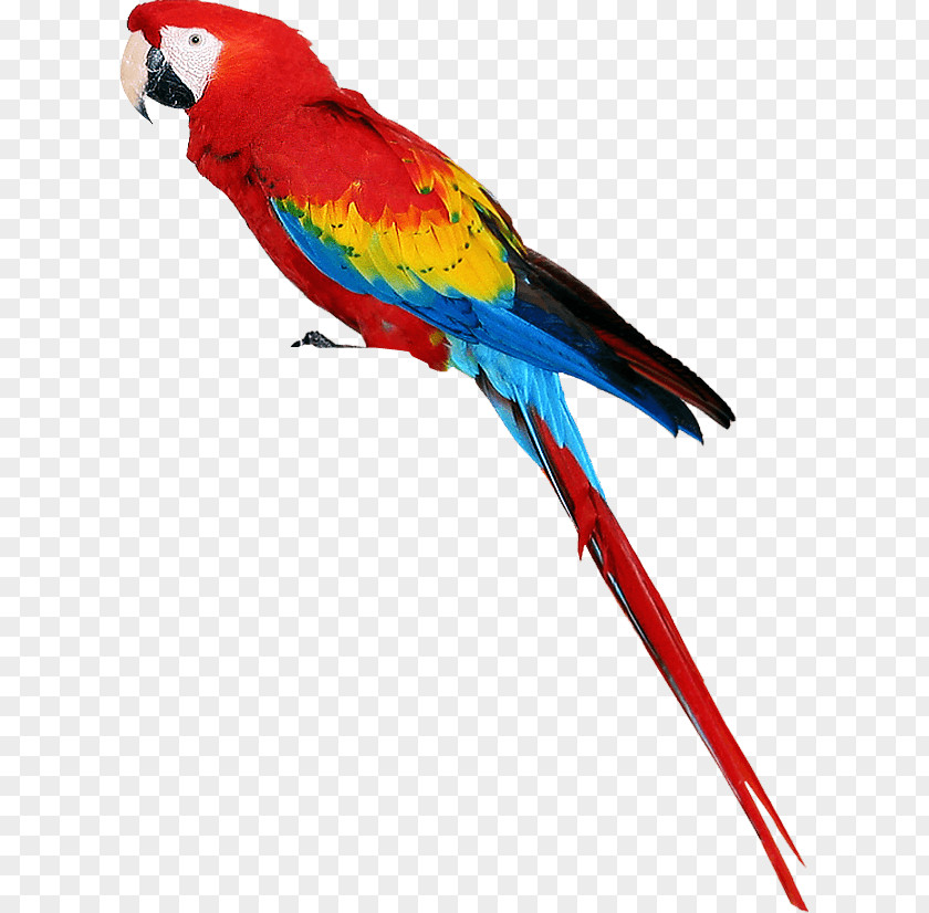 Colorful Parrot Images Download Bird Parrots Of New Guinea PNG