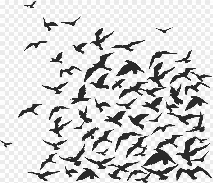 Flock Of Birds Rook Bird PNG