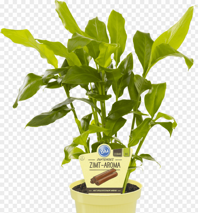 Limo True Cardamom Embryophyta Indian Cuisine Herb PNG