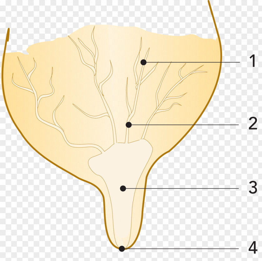 Milk Flow Nose Line Angle PNG