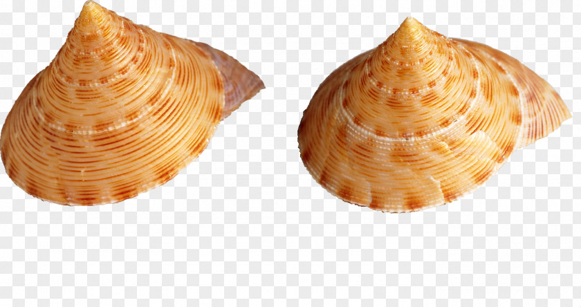 Shell,conch Seashell Conch Venus Comb Murex Wallpaper PNG