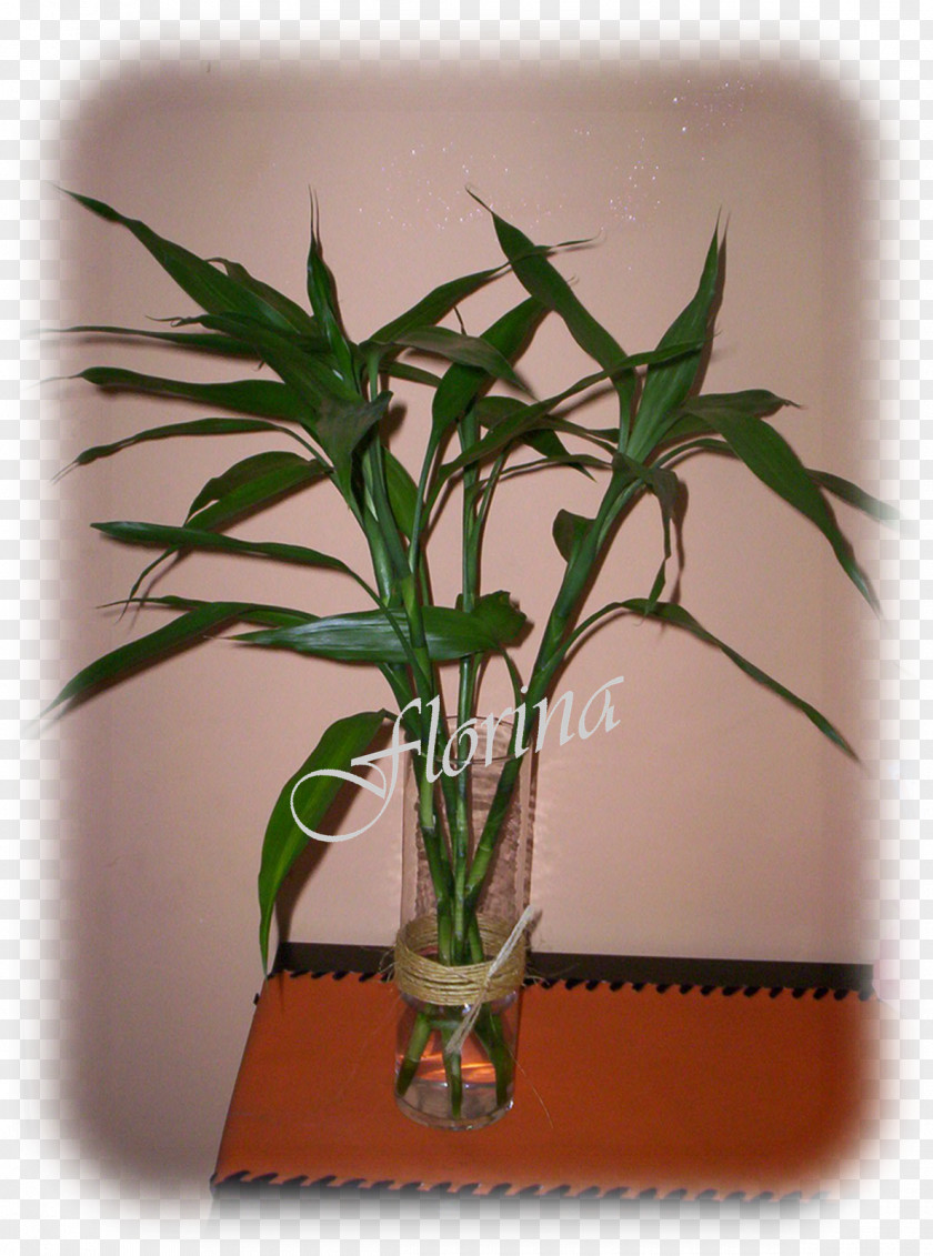 Bambu Flowerpot Plant Stem Houseplant PNG