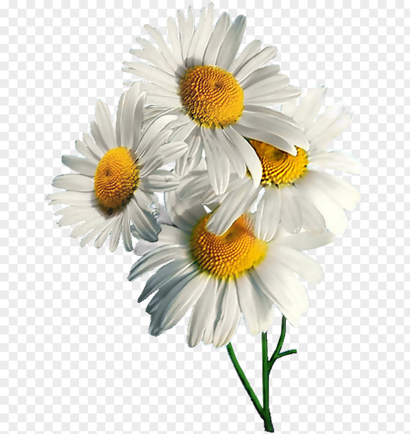 Chamomile German Tripleurospermum PNG