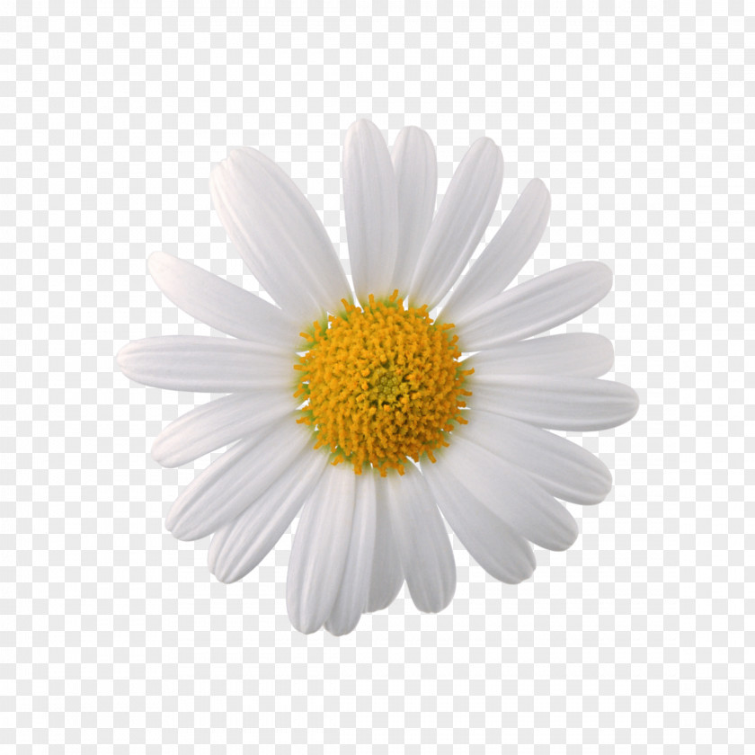 Chamomile Roman Clip Art German PNG