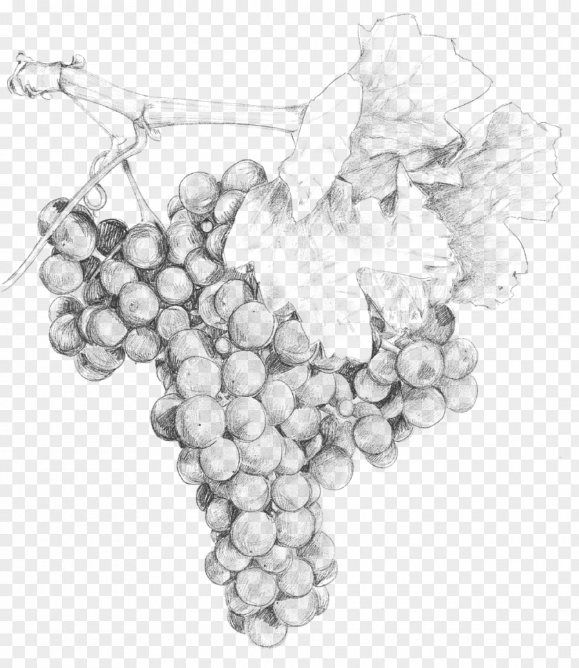 Grape Two Paddocks Pinot Noir Wine /m/02csf PNG