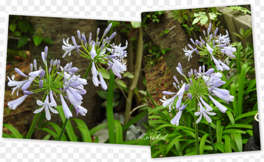 Silk Screen Flowering Plant Herb PNG
