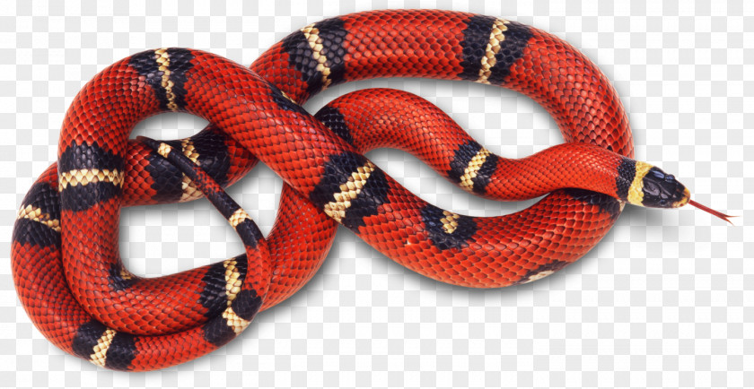 Snake Corn Reptile Coral Red PNG
