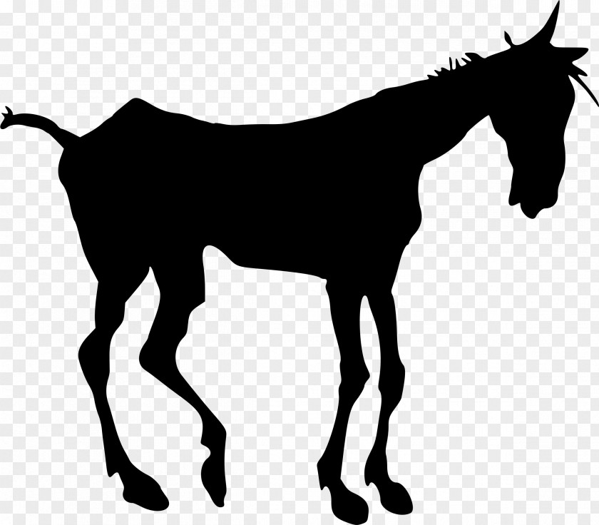 Animal Collection Mule Mustang Stallion Clip Art PNG