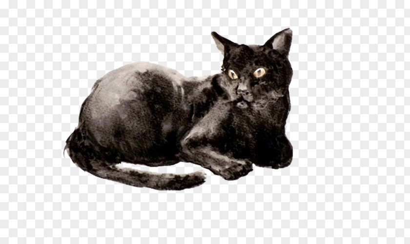 Black Cat Korat Bombay European Shorthair Havana Brown Burmese PNG