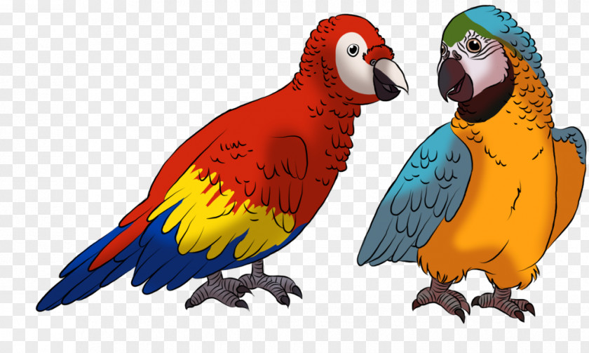 Feather Macaw Parakeet Beak Fauna PNG