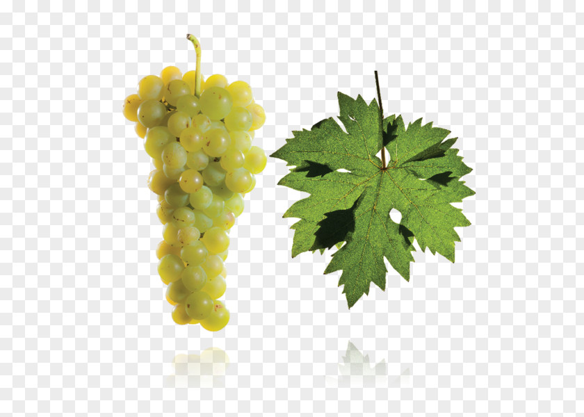 Grape Hárslevelű Furmint Wine Tokaj PNG