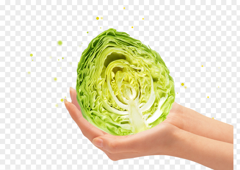 Holding A Cabbage Fruit Vegetable Graphic Design PNG