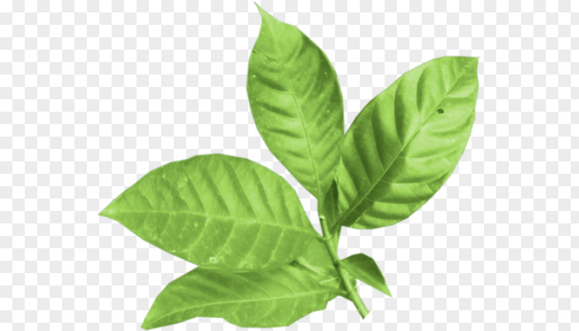 Leaf Green PNG