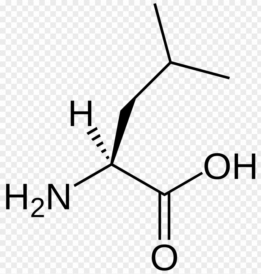Skeletal Muscle Branched-chain Amino Acid Essential Leucine Valine PNG