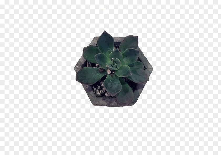 Suculent Succulent Plant Flowerpot Leaf Cactaceae Bonsai PNG