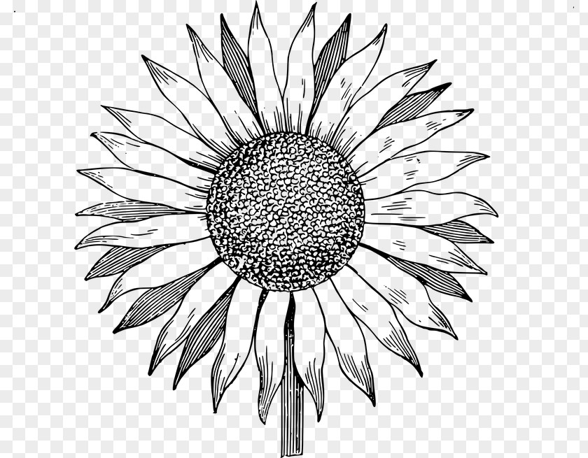 Sunflowers Download Clip Art PNG