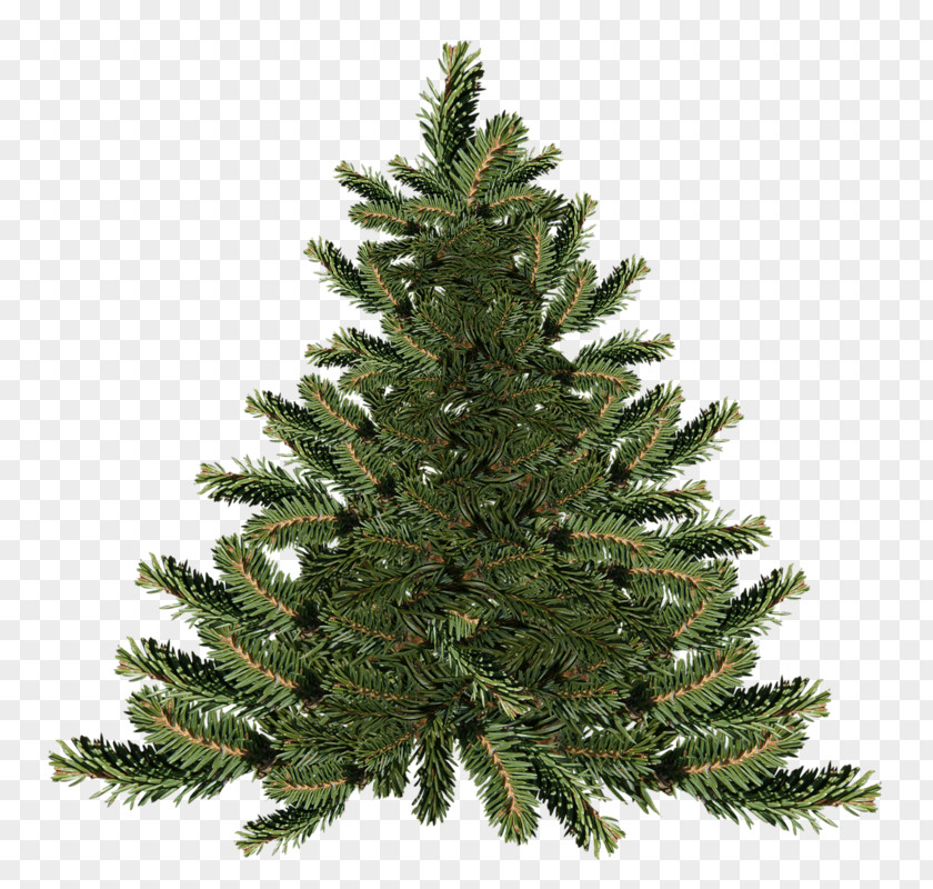 Tree Howell's Floral Outlet Store Fraser Fir Christmas Spruce PNG